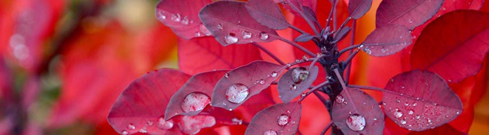 Euonymus, Pieris et Cotinus, les plantes été indien